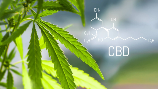 Какво е CBD (Канабидиол)?
