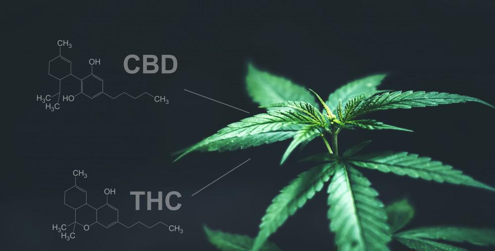 CBD срещу THC: Какви са разликите и ползите им?