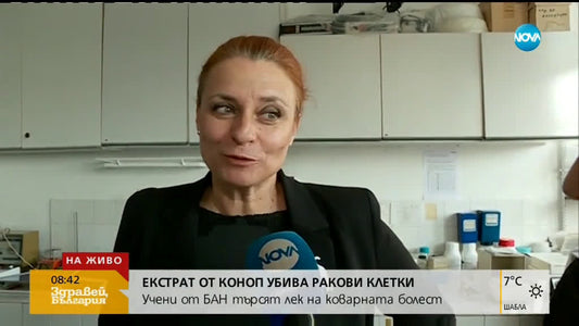 Учени от БАН изследват екстракт от канабис в лабораторни условия